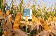 NK lanza su campaña de maíz, con híbridos a la medida de cada región