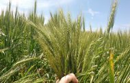 Confirman que el trigo es rentable en el modelo agroecológico