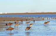Ecosistema del estuario local: nuevo integrante de la Red Hemisférica de Reservas para Aves Playeras