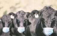 Las vacas argentinas: con barbijo… y pastoreando sustentablemente