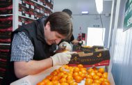 En el primer semestre crecieron las exportaciones de agroalimentos