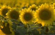 El arte de hacer girasol: BASF lanza el nuevo herbicida Clearsol® II Plus