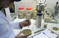 Se emitirá un certificado para preservar la calidad de la yerba mate