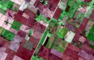 Con satélites, predicen cuánto alimento habrá para la producción animal
