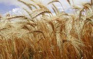 ¿Por qué refertilizar el trigo con nitrógeno?