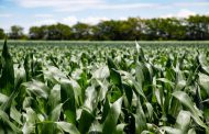 Recomendaciones para alcanzar mayores rendimientos en maíz