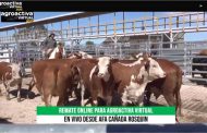 Se vendió toda la hacienda en el remate de gordos de AgroActiva Virtual