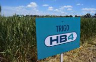 LA APROBACION COMERCIAL DEL TRIGO HB4. UNA INVENCION CIENTIFICA NACIONAL Y UN RIESGO ECONOMICO EXTRAORDINARIO