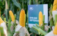 Maíz: Más híbridos de alto potencial y estabilidad para siembras tardías