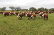  A LA VANGUARDIA EN LA PRODUCCIÓN DE CARNE BOVINA A NIVEL NACIONAL