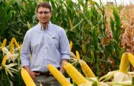 Hay formas de disminuir el impacto del estrés hídrico en maíz