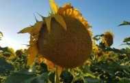 En el NEA, la sequía extrema no detuvo al girasol
