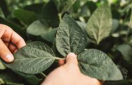 Nidera Semillas ya cuenta con sus variedades de soja Enlist E3®
