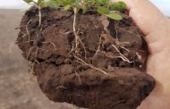 Esclarecen el rol de las raíces en la salud de suelos y ecosistemas