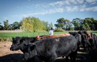 Los toros Angus se prueban en la Patagonia