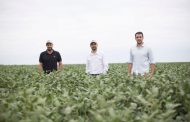 La receta de un asesor para no aplicar herbicidas más de una vez en el lote de soja