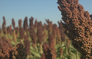 Advanta propone alternativas para lograr un Sorgo Granífero de alto potencial
