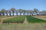Con cultivos de cobertura controlan el avance de malezas resistentes
