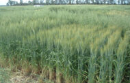 Analizan cultivares de trigo que pueden competir contra malezas resistentes