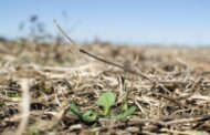 Malezas en fina: ¿por qué hay que estar preparados para un rebrote?