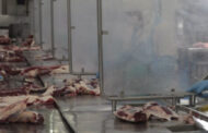 IPCVA: Efectos negativos del cierre  parcial a las exportaciones de carne