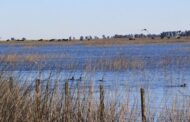 Los humedales pampeanos varían en su biodiversidad de aves acuáticas