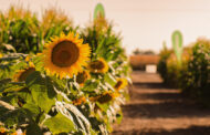 El girasol va a ser este año el mercado más dinámico de los commodities