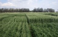 Trigo:  Evalúan la respuesta a fungicidas en diferentes variedades