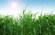 Trigo: Que el nitrógeno no margine el rendimiento