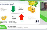 La napa, amenazas y oportunidades: experiencias de productores de Región Pampeana