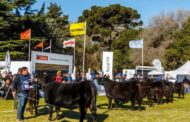 Vuelve la Exposición Nacional Angus de Primavera