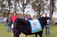 El Gran Campeón Angus de Bahía Blanca fue para Aldazábal de Coronel Dorrego