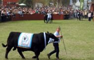 Circuito Angus Bonaerense, un éxito que se muestra