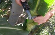 Estudian la influencia del nitrógeno en el rendimiento del maíz