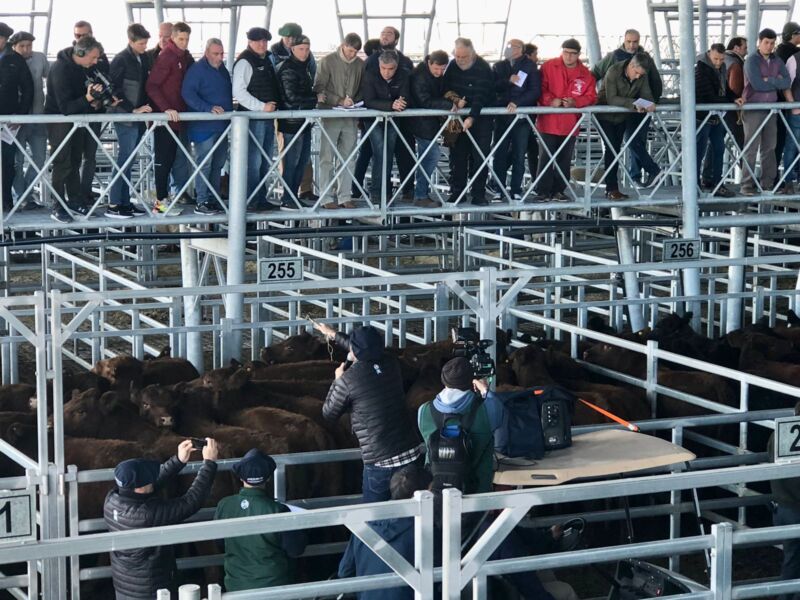 Comenzó la Semana del Centenario Angus con un Concurso de Novillos en ...