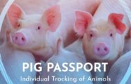Cloudfarms y SUISAG lanzan una aplicación que permite el seguimiento individual de los cerdos, desde el nacimiento hasta el procesamiento.