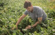 NK suma variedades de soja y tecnología para el manejo de malezas