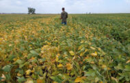 La soja Enlist de Stine, un arma de gran eficacia en la “cuna del yuyo colorado”