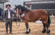 La raza equina Ardenés es novedad en la Expo Rural 2022