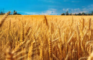 Trigo: ¿cómo reducir el estrés por la sequía y conseguir más de rendimiento?