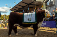 RAZA HEREFORD Y POLLED HEREFORD