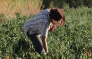 Historias de mujeres en el Agro, un sector donde su participación se duplicó en las últimas décadas