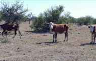 Impacto de la sequía en la Sanidad de los Rodeos