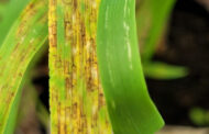 Mancha en red en cebada: desenmascarando la resistencia a las carboxamidas