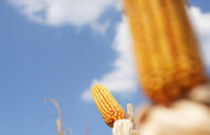 Una “re-evolución” que está cambiando los estándares del maíz