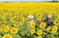 NK suma a su porfolio líder dos híbridos de girasol que elevan los techos de rendimiento