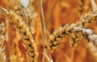 Desafíos y oportunidades para una cosecha de trigo prometedora