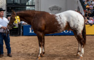 RAZA APPALOOSA