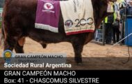 RAZA SHORTHORN