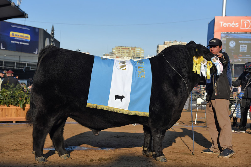 El Gran Campeón Macho fue para Arandú y el Reservado para Tres Marías ...